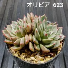 アイスドール 多肉植物 プラグ苗(抜き苗)2苗 ランダム発送 - メルカリ