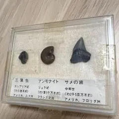 2026年最新】三葉虫 化石の人気アイテム - メルカリ