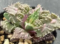 怒涛　狂い鋸歯　子株付き⭐︎ フォーカリア　良型　発根済◎のサムネイル