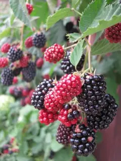 もも様 リクエスト 2点 まとめ商品