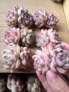 ちぇりー＊多肉＊様 リクエスト 4点 まとめ商品