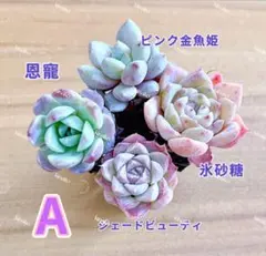 【レア品種】☆4種類☆多肉植物4苗セット 土・根付きA