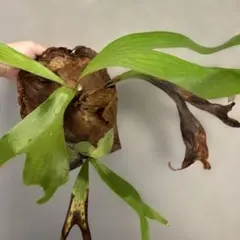 veitchii 陽炎 spore カゲロウ - メルカリ