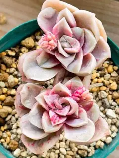 2026年最新】ラブリーローズ 錦の人気アイテム - メルカリ