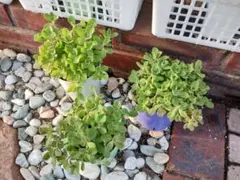 アロマティカス●3ポットごと●ハーブ虫除け多肉植物いい香り増える観葉植物おしゃれ