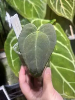 さいとう様 リクエスト 3点 まとめ商品