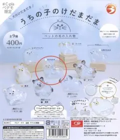 うちの子のけだまだま　犬のけだまだ