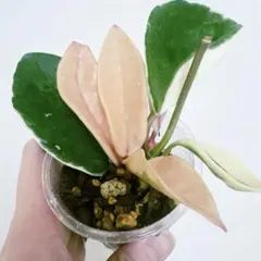 2026年最新】ホヤ 植物の人気アイテム - メルカリ