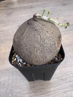 アデニウム Black Sheep 黒花 開花中・蕾 塊根植物 5号 約45cm - メルカリ