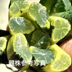 清万象錦子株　超美株　ハオルチア　観葉植物のサムネイル