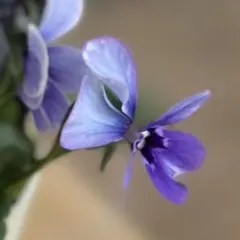 2026年最新】ビオラ苗の人気アイテム - メルカリ