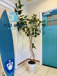 69【フィカス ベンガレンシス 約220cm】超大型観葉植物｜シンボル