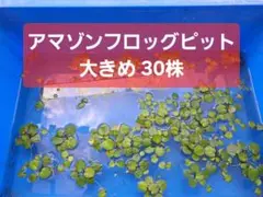 【選べる株数】大きめアマゾンフロッグピット30株【屋外育成】のサムネイル