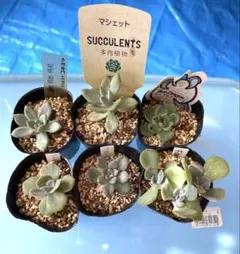 FUMIKAっち様 リクエスト 3点 まとめ商品