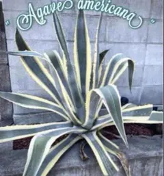 2025年最新】アガベアメリカーナ斑入りの人気アイテム - メルカリ