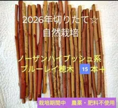 2026年最新】ブルーベリー穂木の人気アイテム - メルカリ