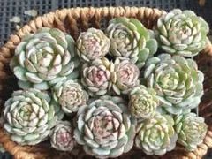 【2000フォロー感謝品】リトルレッドボート⑬★カット苗★エケベリア★多肉植物★