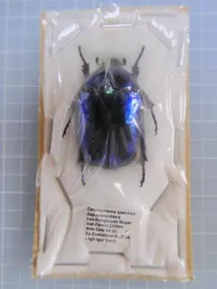 2026年最新】ハナムグリ標本の人気アイテム - メルカリ