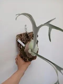 Platycerium willinckii nano コルク付 - メルカリ