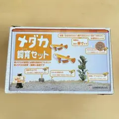 メダカ飼育セット　日本動物薬品株式会社　観察