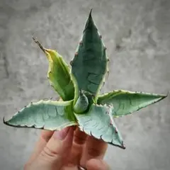 2025年最新】アガベオルカの人気アイテム - メルカリ