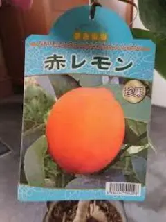 【希少品種】庭に、驚きと彩りを。オレンジ色に染まる、珍しい『赤レモン』★接木大株