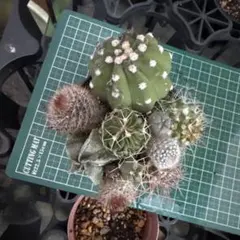 アルプスのおじさん様 リクエスト 2点 まとめ商品