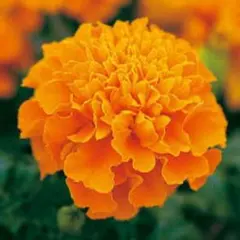 とらちゃん様 リクエスト 2点 まとめ商品