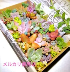 多肉植物 エケベリア セダム カット苗 詰め合わせ 多肉弁当