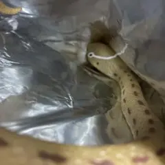 デアゴスティーニ　スーパーアニマルアンドコ　キングコブラメタリックカラー　未使用