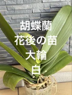 胡蝶蘭 苗 3号ポット 白 大輪 1株 - メルカリ