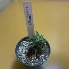 アロエ アウグスティナ 観葉植物のサムネイル