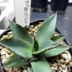 2026年最新】グアダラハラナ ハイブリッドの人気アイテム - メルカリ