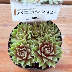 2026年最新】センペルビウム 多肉植物 バニラシフォンの人気アイテム
