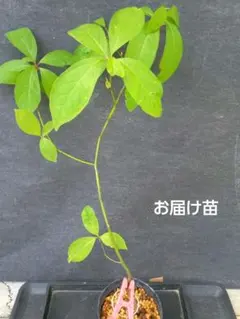 山野草・クロモジ苗！画像の健全苗お届けいたします。抜き苗ネコポス便のサムネイル
