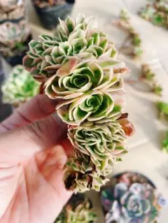 2025年最新】アエオニウム綴化の人気アイテム - メルカリ