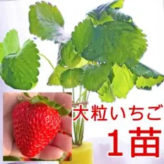 イチゴ苗！ 赤果 水耕栽培/土耕栽培可能 根張り良好 室内栽培 11a