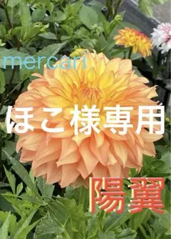 ほこ様 リクエスト 2点 まとめ商品