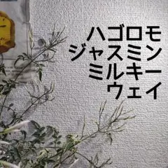 【送料無料】斑入り ハゴロモジャスミン ミルキーウェイ 苗B