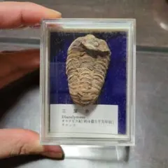 2025年最新】三葉虫化石標本の人気アイテム - メルカリ