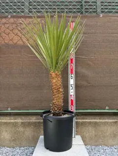 ボスウェリア サクラ 7号スリット鉢ロング発送 - メルカリ