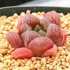 多肉植物　ハオルチア 紫オブツーサ　L-5