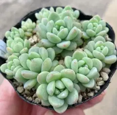 Warning様 リクエスト 4点 まとめ商品