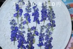 押し花　千鳥草10本