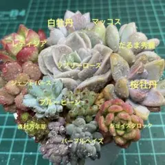 こみ様 リクエスト 3点 まとめ商品