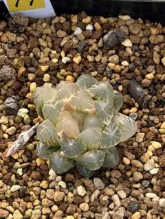 ak HAKU様 リクエスト 4点 まとめ商品