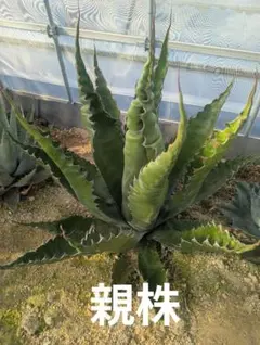 ぴのすけ様 リクエスト 2点 まとめ商品