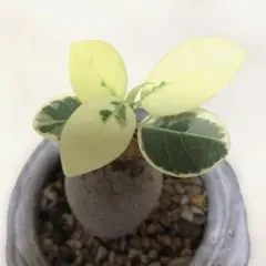 2025年最新】パンダガジュマル斑入りの人気アイテム - メルカリ