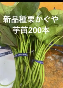 2026年最新】栗かぐや 苗の人気アイテム - メルカリ