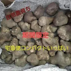 【自然農】菊芋　健康野菜　宅急便コンパクトいっぱい　約1kg　期間限定